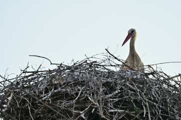 White stork adult and nest.