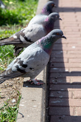 three pigeons on the street
