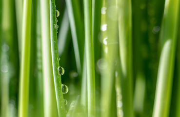 Chive. Macro. Spice. Wet. Drops