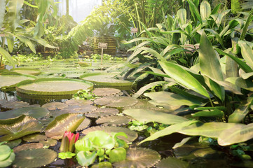 Exotic plants in orangery. Tropical plant collection. Winter garden. Moscow State University botanical garden (Aptekarskiy Ogorod), Moscow, Russia