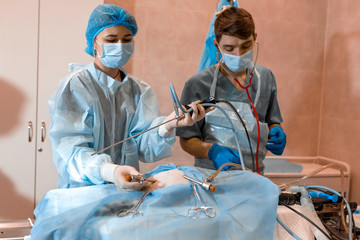 Vet doing the operation for sterilization. The cat on the operating table in a veterinary clinic....