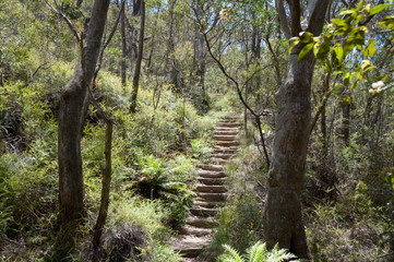 Fototapeta premium Hiking path with stairs in eucalyptus forest with ferns in under grow
