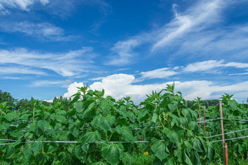 青空とヒマワリと入道雲
