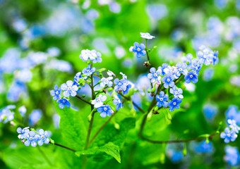 blue flowers in green grass.