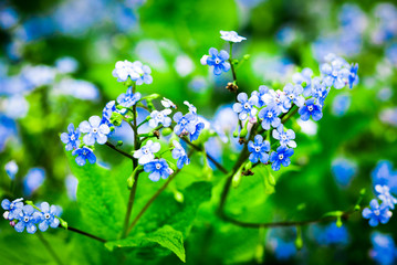 blue flowers in green grass.