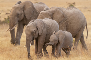 African elephant family (Loxodonta africana) with cute baby calf playing with trunk walking on dusty savannah in Ol Pejeta Conservancy, Kenya, East Africa