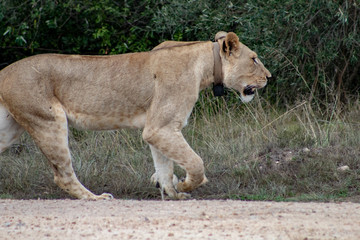 Beautiful, proud, slender female lion with gps localization collar walking free in south african private game reserve and safari