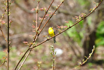 Bright Yellow American Gold Finch Sitting on a Spring Maple Tree Branch 