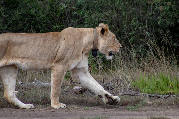 Fototapeta na wymiar Beautiful, proud, slender female lion with gps localization collar walking free in south african private game reserve and safari