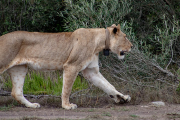 Obraz na płótnie Canvas Beautiful, proud, slender female lion with gps localization collar walking free in south african private game reserve and safari