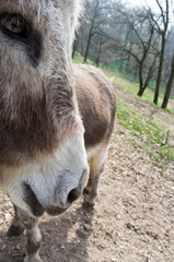 Fototapeta premium donkey closeup