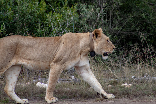 Beautiful, proud, slender female lion with gps localization collar walking free in south african private game reserve and safari