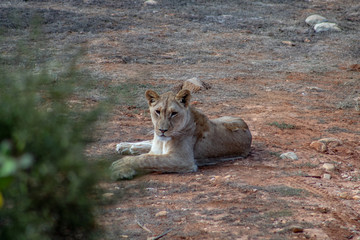 Fototapeta premium Beautiful female lion, free in african safari private game reserve, sitting and roaring
