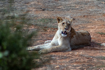 Beautiful female lion, free in african safari private game reserve, sitting and roaring