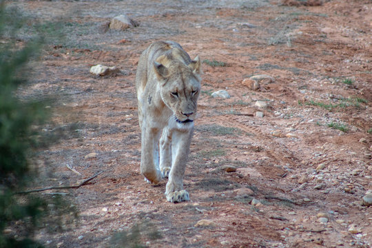 Beautiful female lion, free in african safari private game reserve, walking towards you