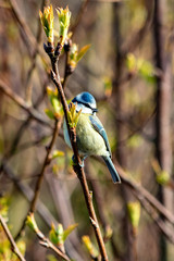 Blue tit on branch (Cyanistes caeruleus)