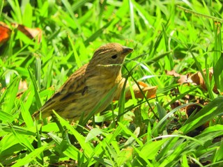 Beautiful yellow canary walking on the grass. Wildlife&rsquo;s scenery. Animal&rsquo;s scenery. Beautiful bird's scene in nature. 