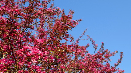  rot blühende Blutpflaume vor blauem Himmel im Frühling