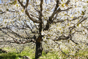 Cherry tree blossom in Valle del Jerte, Spain