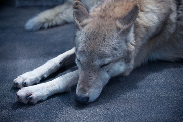 チュウゴクオオカミ