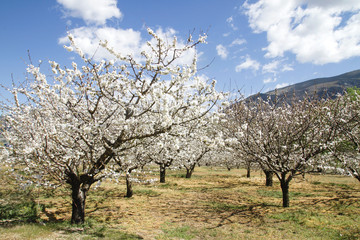 Fototapeta na wymiar Springtime cherry trees cultivars in Valle del Jerte