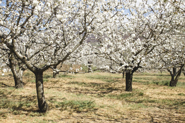 Cherry trees blossom white flowers in springtime Valle del Jerte, Spain