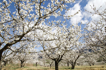 Fototapeta premium Springtime cherry blossom white flowers