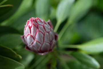 Protea cynaroides Flower