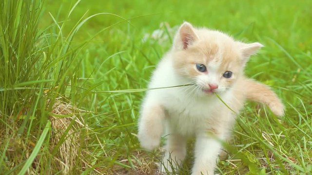 cute little funny fluffy kitten walking on the green lawn on a sunny summer day.comical home fluffy pet for a walk