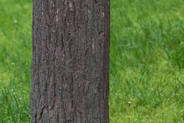 close up of trunk of tree against green grass