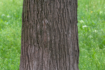 Fototapeta premium close up of acacia tree trunk