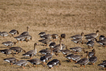 Huge crowd of migratory goose birds on flood land at field in countryside.