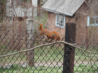 Furry squirrel runs somewhere along the wire fence