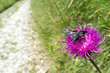 butterfly on a flower