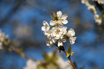 White cherry blossoms in spring. Blue sky.