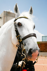 portrait of a horse white