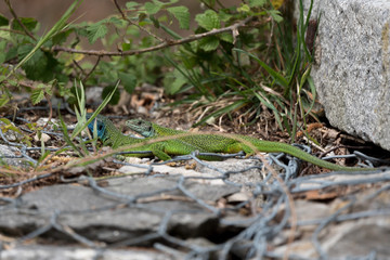 Green lizard couple