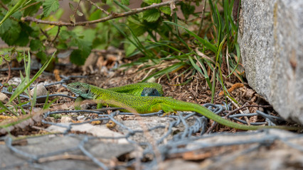Green lizard couple