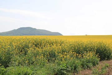 A field of rapeseed in Bulgaria