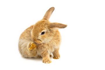 Funny bunny or baby rabbit fur brown with long ear is sitting and cleaning body for Easter Day on isolated white background.