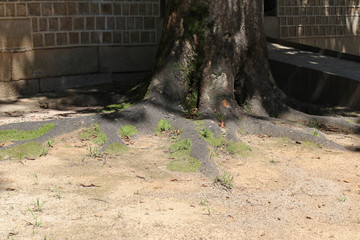 Obraz premium The basis of the trunk of an ancient tree with roots covered wit