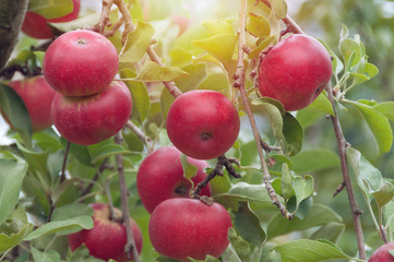 Fresh ripe red apples hanging from the branch of an apple tree