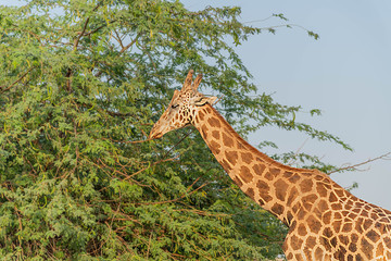  Beautiful wild animal tall Giraffe in Al Ain Zoo Safari Park, United Arab Emirates