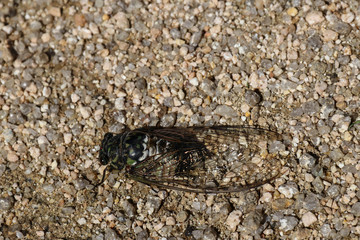 Big cicada close up on sand on a sunny day
