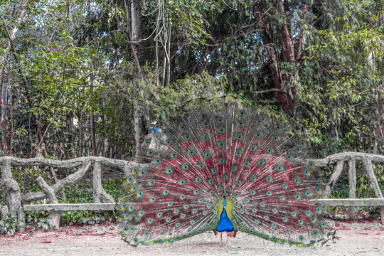 pavo real