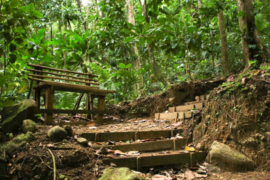 Hiking Trail in the rainforest of St. Lucia - Lesser Antilles