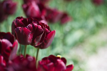 Tulips in garden in sunny day. Spring flowers. Gardening.