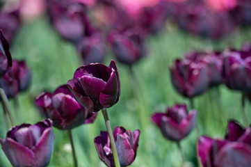 Tulips in garden in sunny day. Spring flowers. Gardening. 