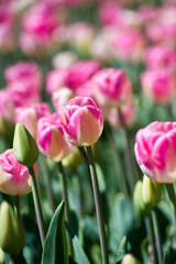 Tulips in garden in sunny day. Spring flowers. Gardening.
