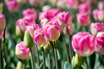 Tulips in garden in sunny day. Spring flowers. Gardening. 
